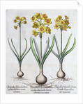 Narcissus by Anonymous