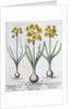 Narcissus by Anonymous