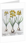 Narcissus by Anonymous