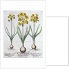 Narcissus by Anonymous