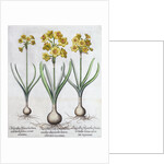 Narcissus by Anonymous