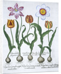 Five tulips by Anonymous