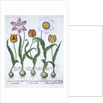 Five tulips by Anonymous