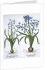 Two blue hyacinths by Anonymous