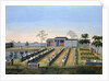 Nursery garden by Anonymous