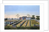 Nursery garden by Anonymous