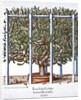 Ficus indica eytettensis by Anonymous