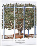 Ficus indica eytettensis by Anonymous