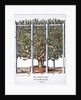 Ficus indica eytettensis by Anonymous