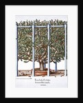 Ficus indica eytettensis by Anonymous