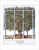 Ficus indica eytettensis by Anonymous