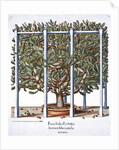 Ficus indica eytettensis by Anonymous