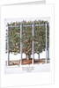 Ficus indica eytettensis by Anonymous