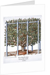 Ficus indica eytettensis by Anonymous
