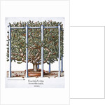 Ficus indica eytettensis by Anonymous