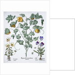 Yellow Horned Poppy by Anonymous