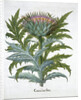 Cardoon by Anonymous