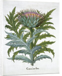 Cardoon by Anonymous