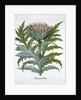 Cardoon by Anonymous