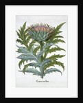 Cardoon by Anonymous