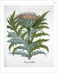 Cardoon by Anonymous
