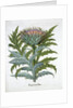Cardoon by Anonymous