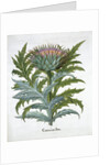 Cardoon by Anonymous
