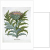 Cardoon by Anonymous