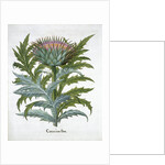 Cardoon by Anonymous