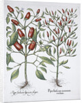 Chilli pepper plants by Anonymous