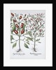 Chilli pepper plants by Anonymous