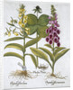 Herb Paris (Solanum quadrifolium), Common Foxglove (Digitalis Purpurea) Large Yellow Foxglove by Anonymous