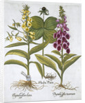 Herb Paris (Solanum quadrifolium), Common Foxglove (Digitalis Purpurea) Large Yellow Foxglove by Anonymous