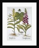 Herb Paris (Solanum quadrifolium), Common Foxglove (Digitalis Purpurea) Large Yellow Foxglove by Anonymous