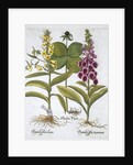 Herb Paris (Solanum quadrifolium), Common Foxglove (Digitalis Purpurea) Large Yellow Foxglove by Anonymous