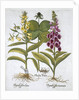 Herb Paris (Solanum quadrifolium), Common Foxglove (Digitalis Purpurea) Large Yellow Foxglove by Anonymous