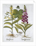 Herb Paris (Solanum quadrifolium), Common Foxglove (Digitalis Purpurea) Large Yellow Foxglove by Anonymous