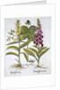 Herb Paris (Solanum quadrifolium), Common Foxglove (Digitalis Purpurea) Large Yellow Foxglove by Anonymous