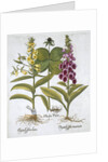 Herb Paris (Solanum quadrifolium), Common Foxglove (Digitalis Purpurea) Large Yellow Foxglove by Anonymous