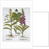 Herb Paris (Solanum quadrifolium), Common Foxglove (Digitalis Purpurea) Large Yellow Foxglove by Anonymous