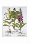 Herb Paris (Solanum quadrifolium), Common Foxglove (Digitalis Purpurea) Large Yellow Foxglove by Anonymous