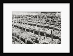 A German cemetery in France by Anonymous