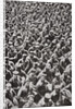 Thousands of German prisoners captured by the Allied advance by Anonymous