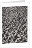 Thousands of German prisoners captured by the Allied advance by Anonymous