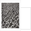Thousands of German prisoners captured by the Allied advance by Anonymous