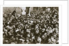 Celebrating the end of the First World War by Anonymous
