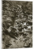 Italian dead at Cividale by Anonymous