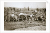 Manoeuvring a big gun in the mud by Anonymous