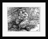 Pan, from 'The Book of Myths' by Amy Cruse by Anonymous