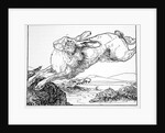 The Hare and the Bridge of Crocodiles by Anonymous